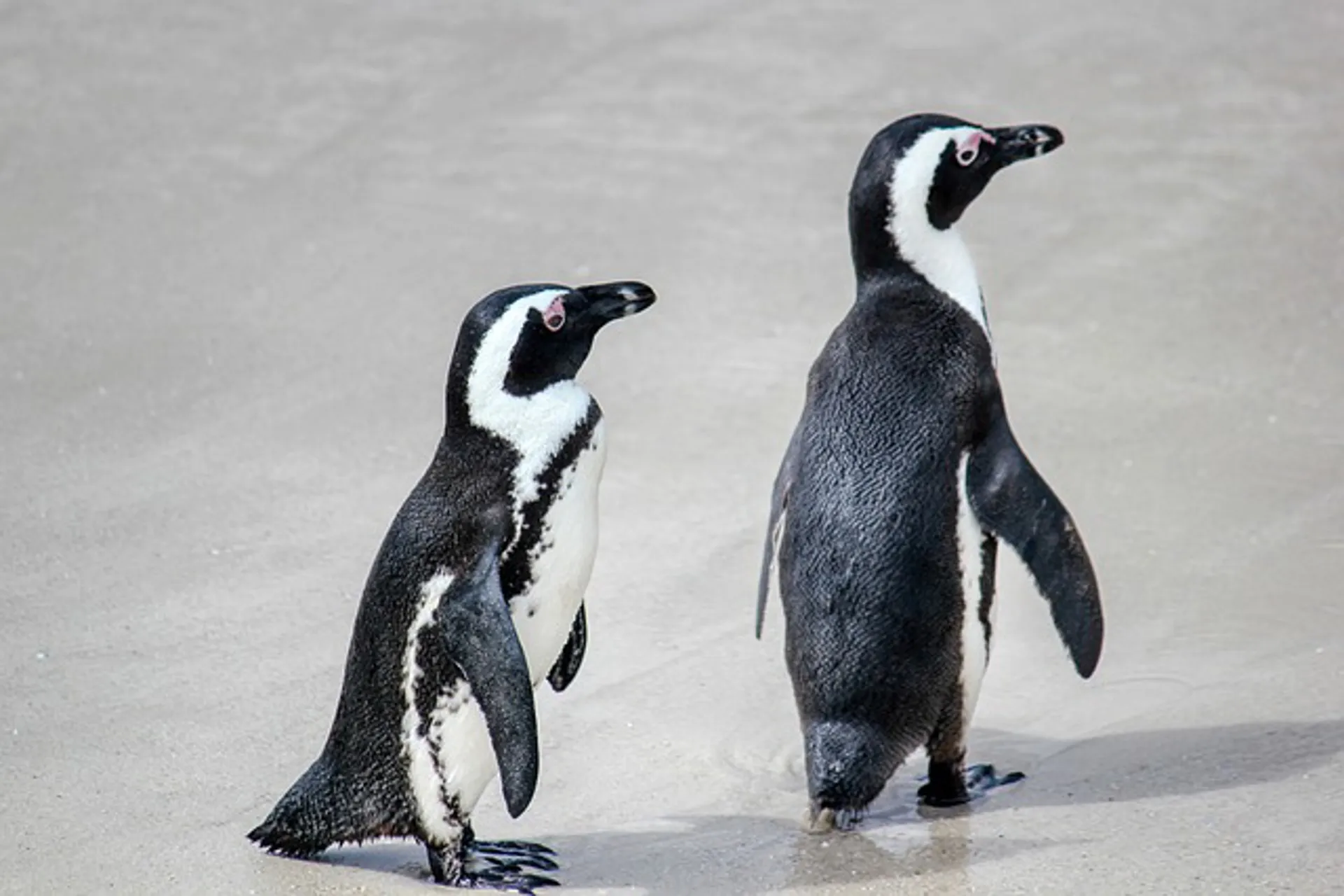Inauguran la temporada de pingüinos en Chubut