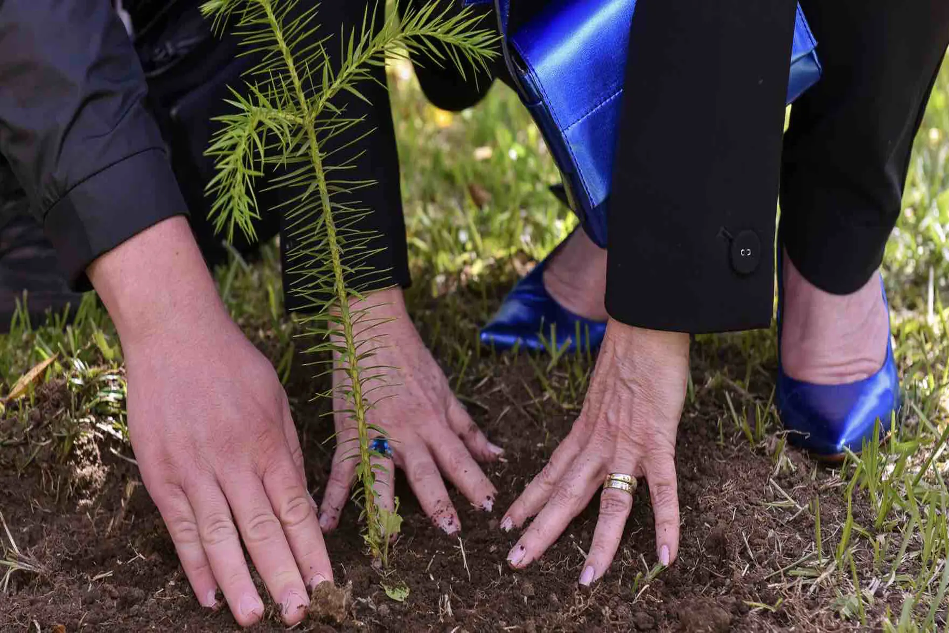 Gol Linhas Aéreas plantará el Árbol de la Integración en Festuris