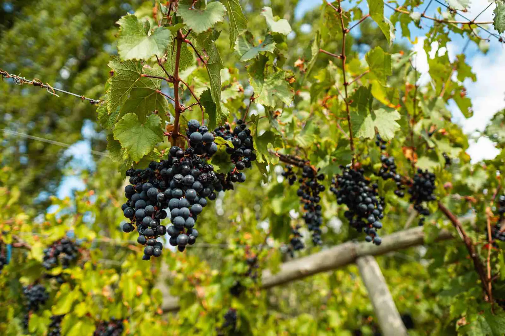 III Jornadas Nacionales de Turismo del Vino en Argentina