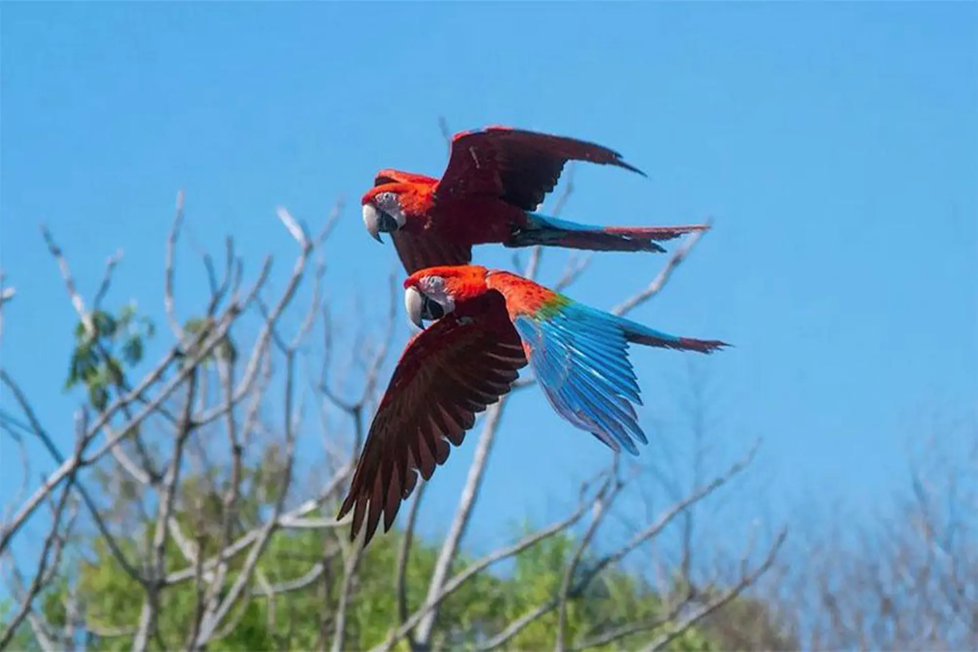 Argentina es uno de los países más elegidos para el avistaje de aves