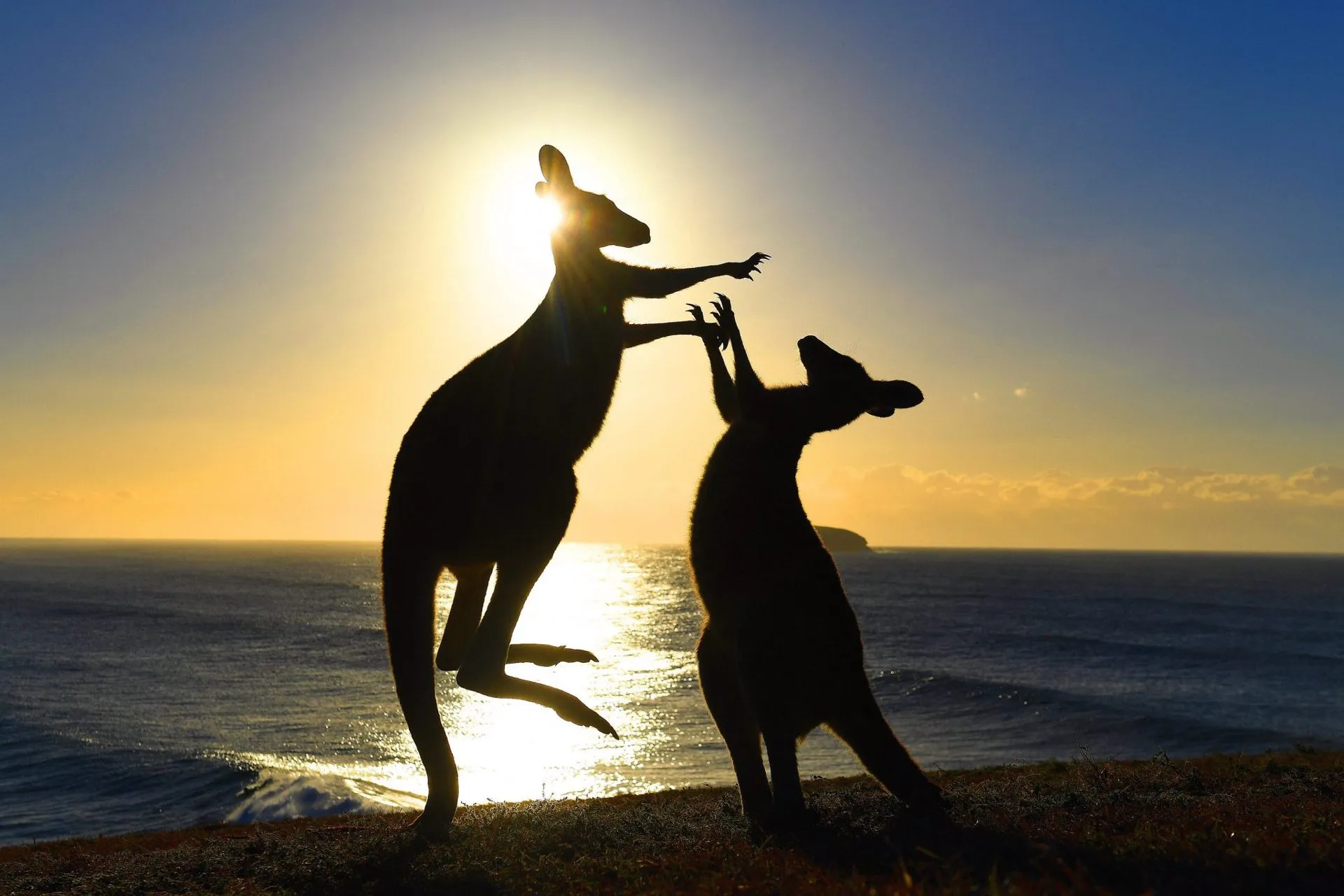 Luego de 2 años Australia reabre a turistas vacunados el 21 de febrero
