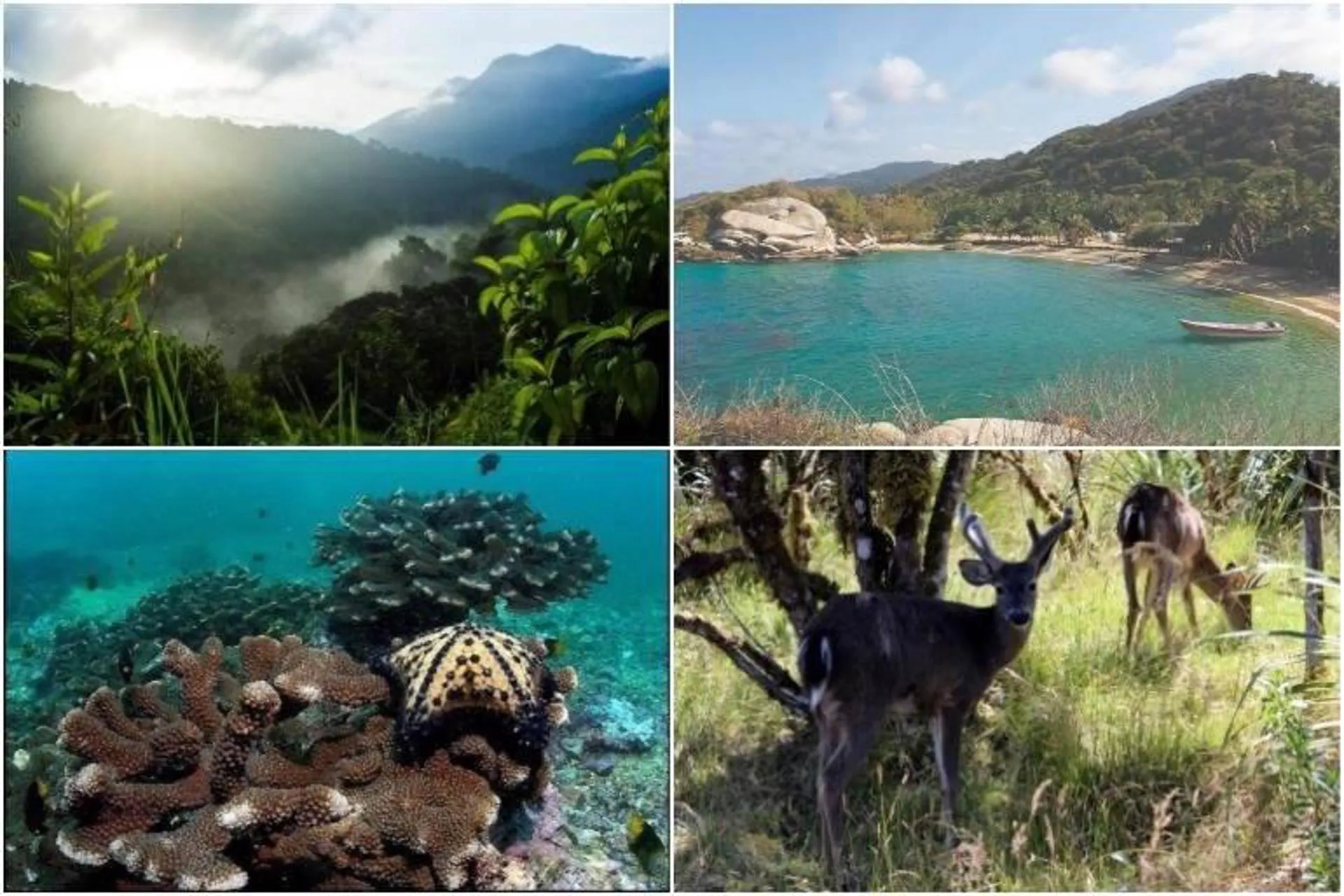 Colombia: 64% de los parques nacionales ya están abiertas