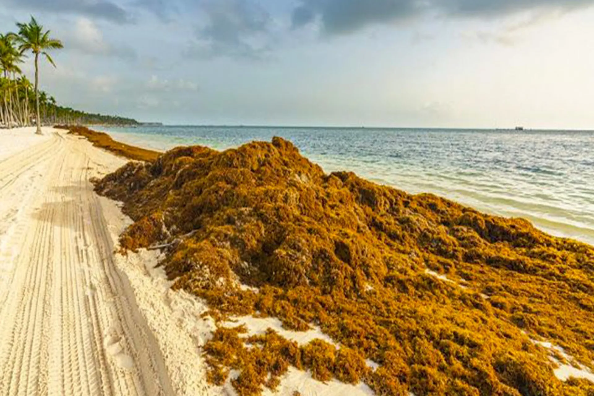 En 2022, el Caribe mexicano podria ver el peor sargazo desde 2018