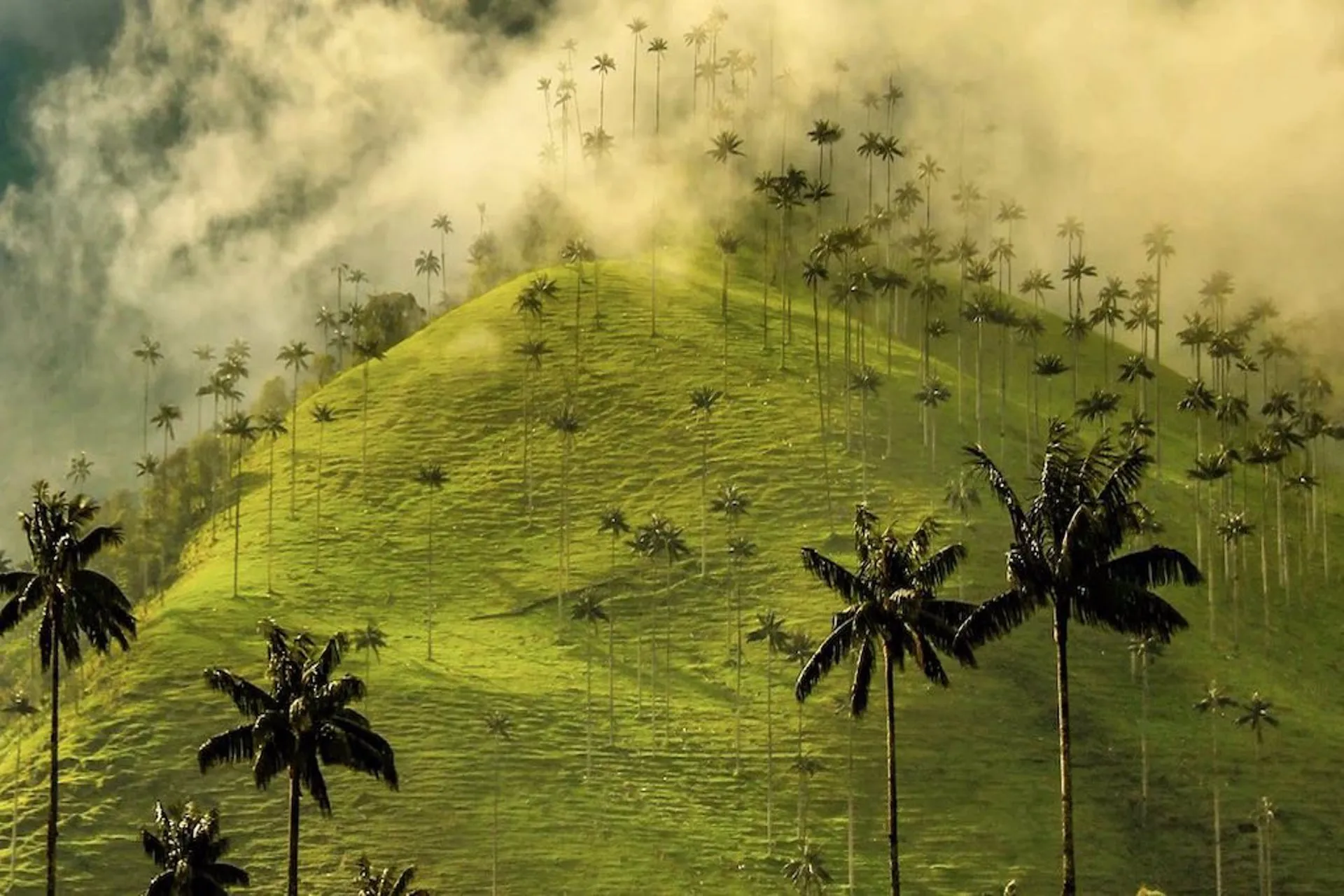 Colombia: cafetales, paisajes increíbles y comida típica