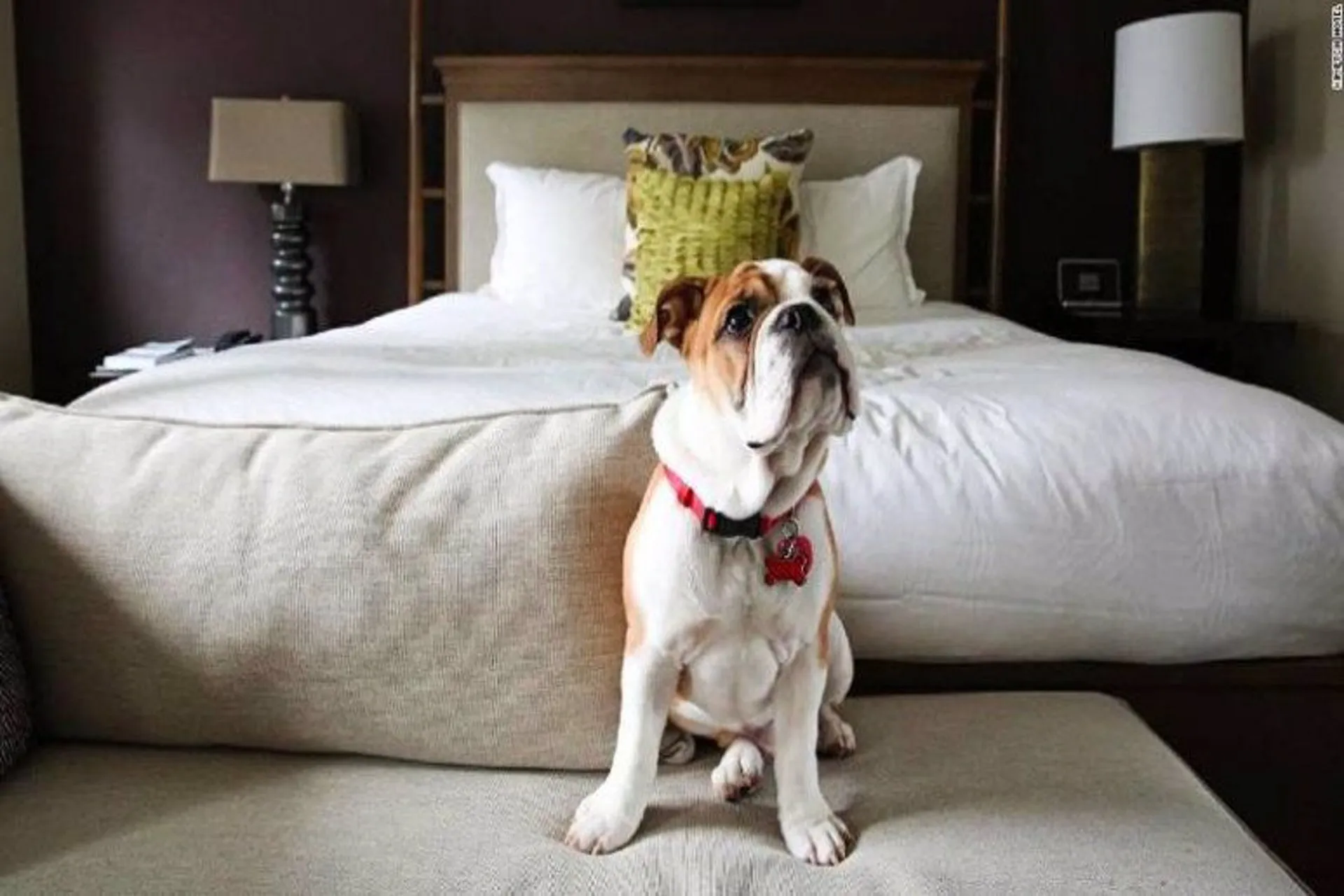 Colombia: el turismo ‘pet-friendly’ es una tendencia en crecimiento