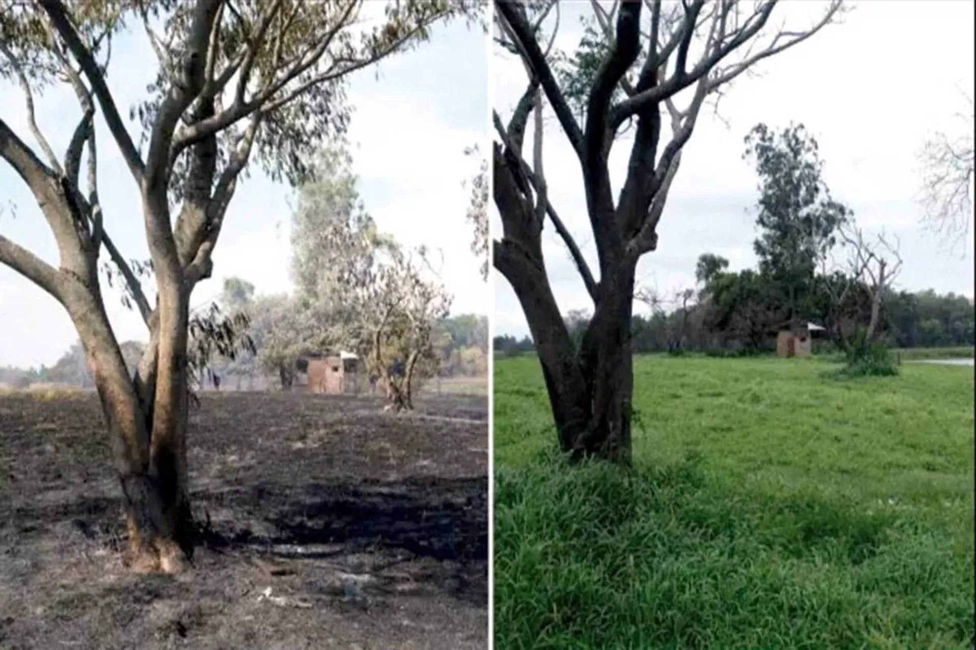 La impactante recuperación de los Esteros del Iberá