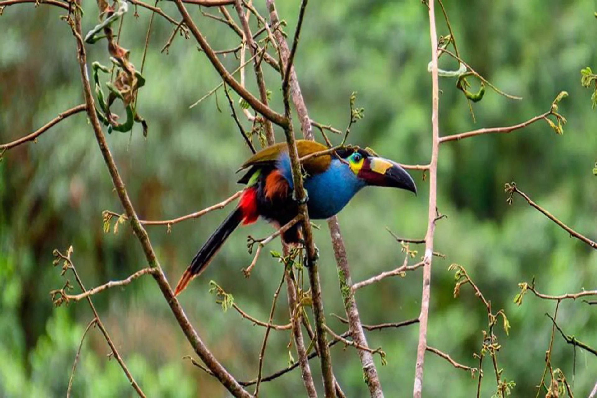 Colombia cuenta la mayor cantidad de especies de aves a nivel mundial