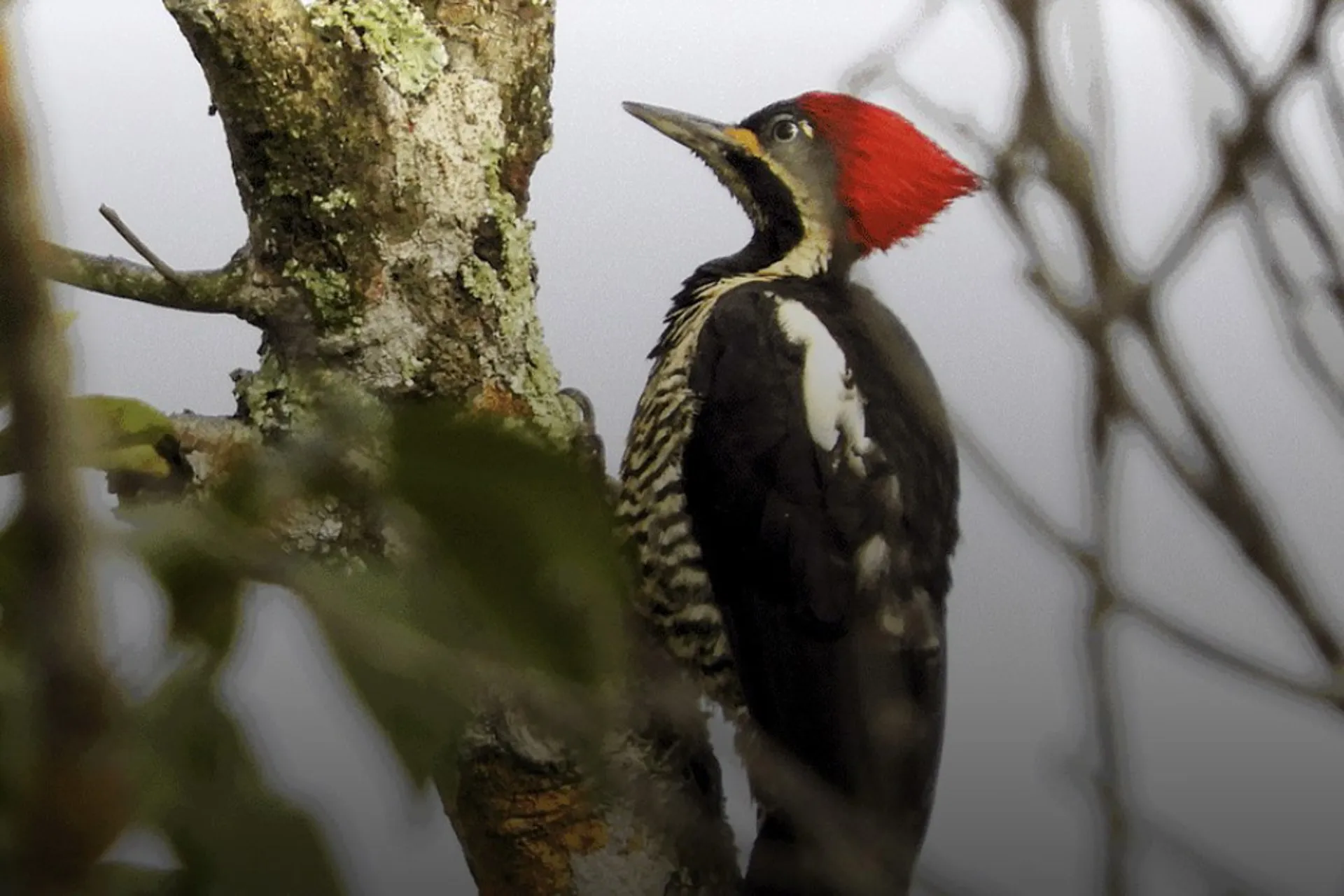 Colombia en Global BirdFair 2023: 4 propuestas de avistamiento de aves